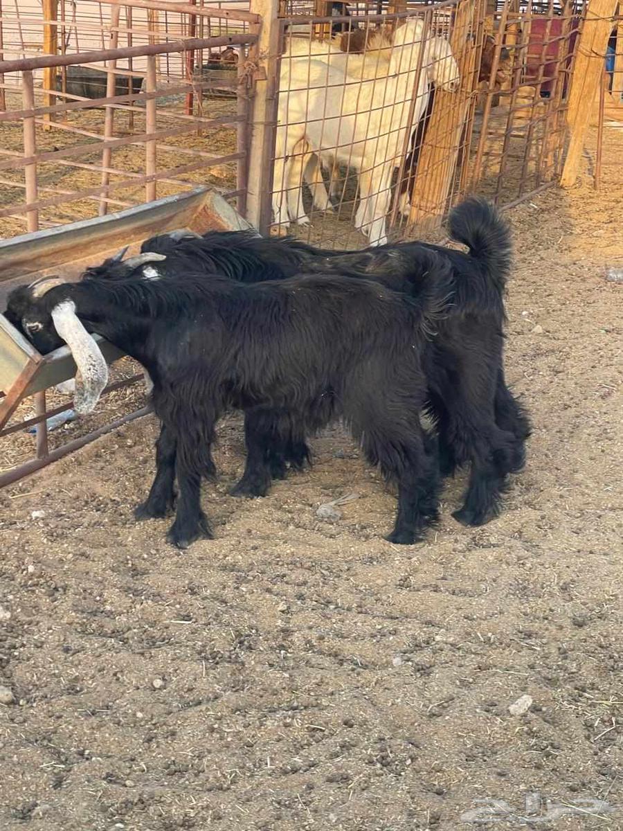 Goats for sale, good quality, age 5 months64396893901569110