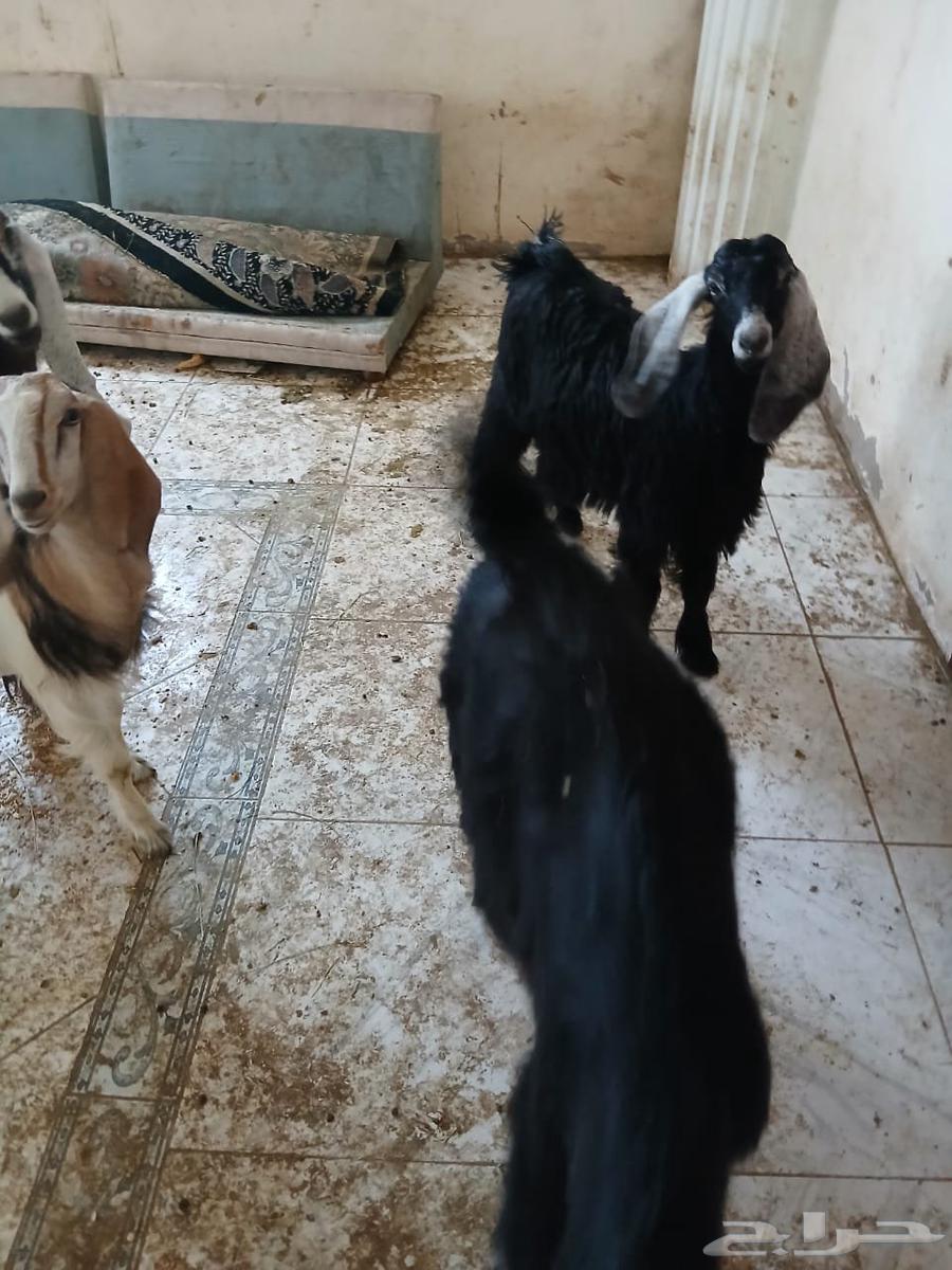 تيوس البيع شحم البيع 95064400799959555111