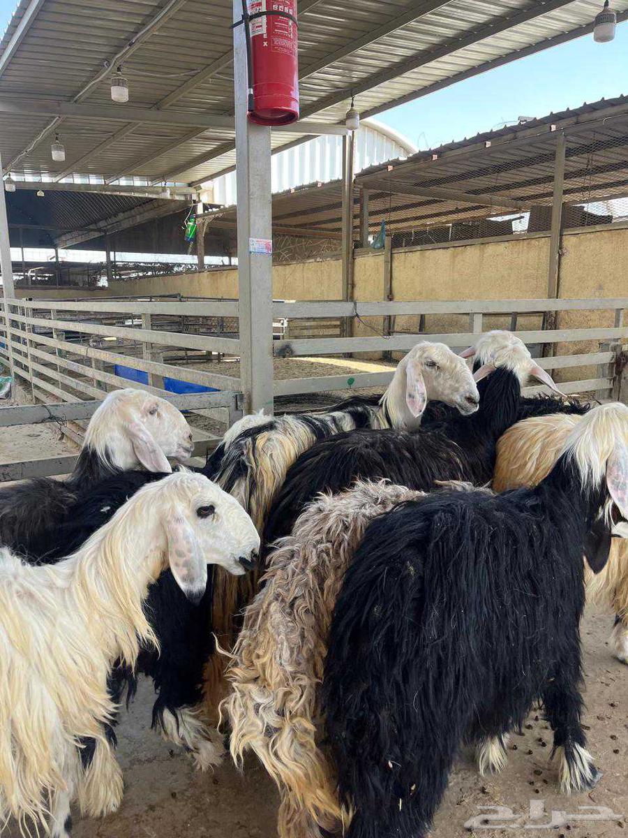 شيله نجد مقنوي64396185017091113