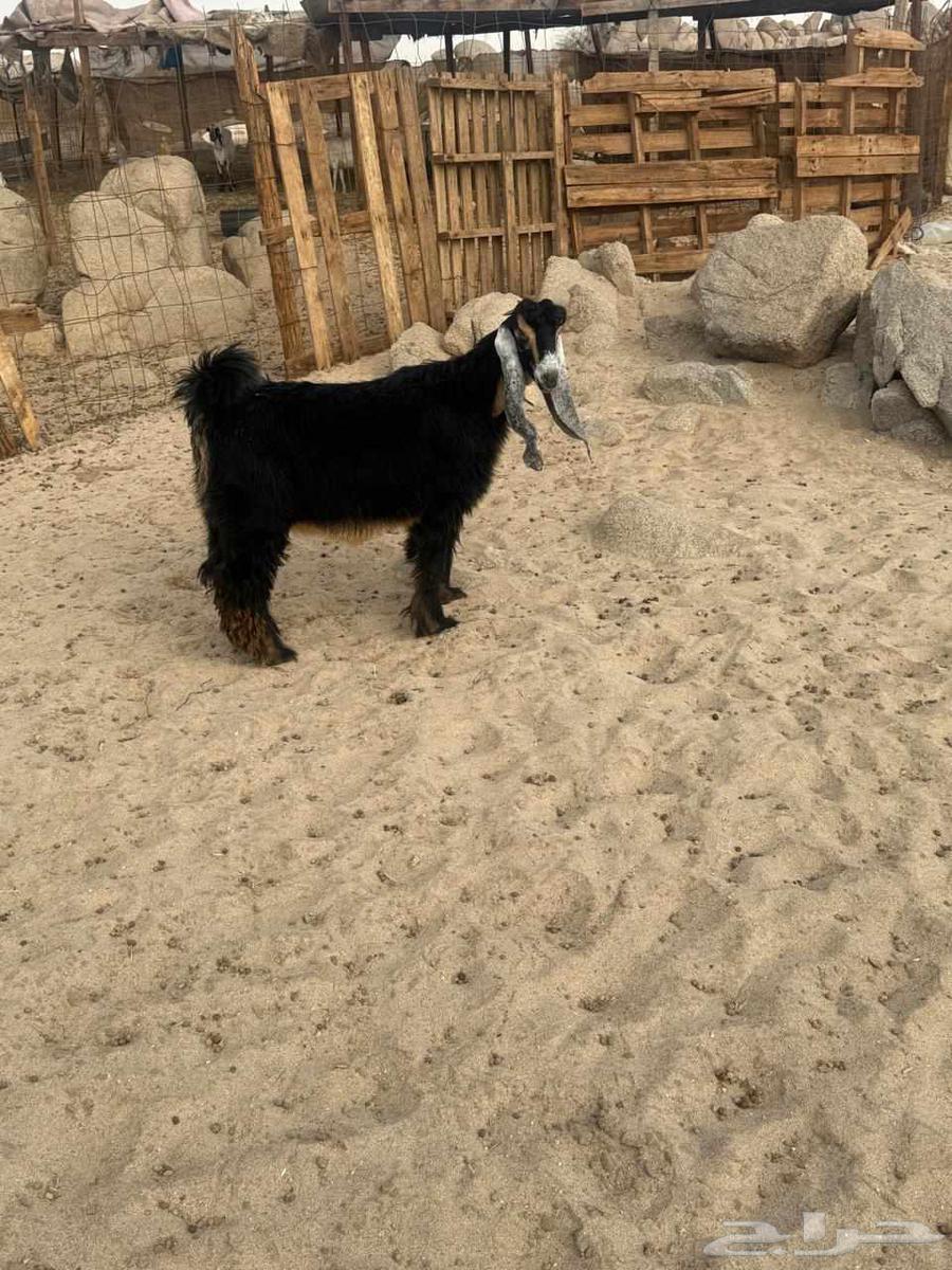 جفره عارضيه صنف64396351579393113