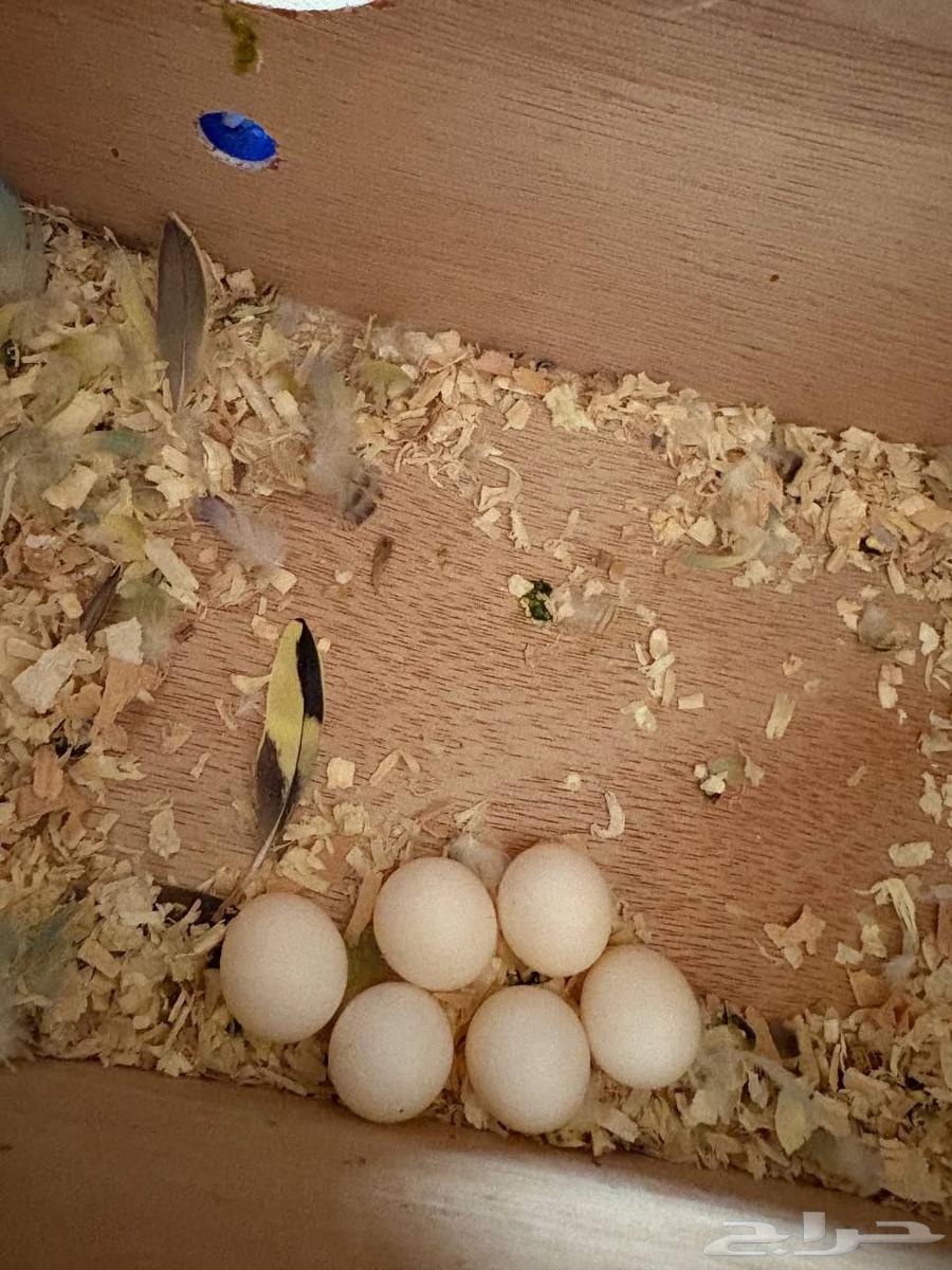 Productive Pair of Budgies64393348657537113