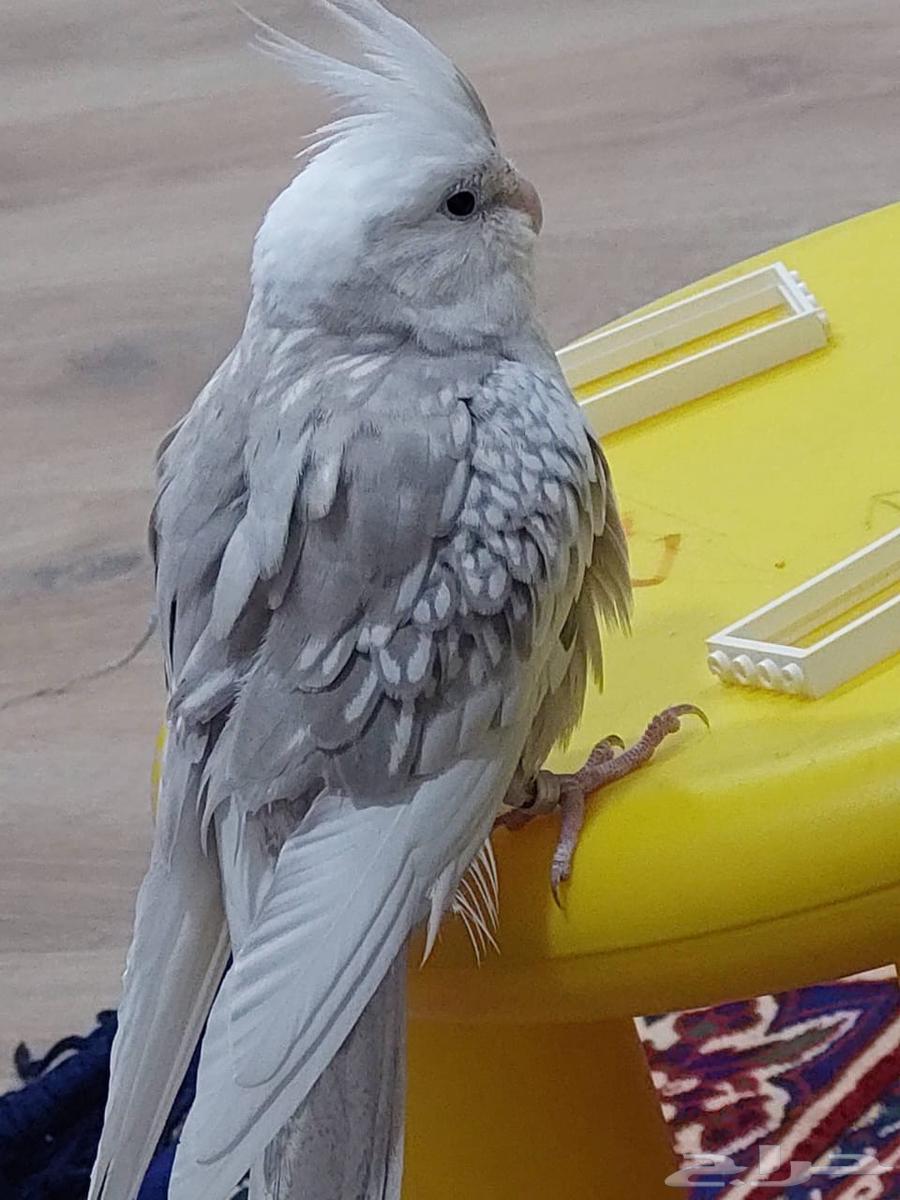 طيور كوكتيل او كروان64395587037953113