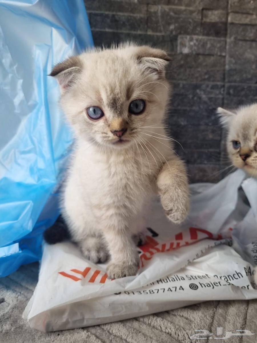 3 قطط سكوتش للبيع64394992697729114