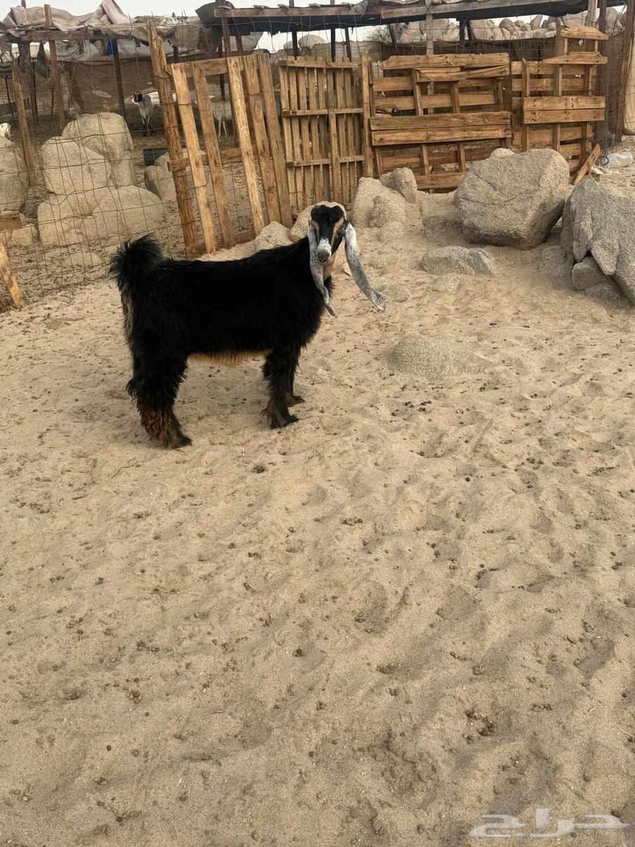 جفره عارضيه صنف64396351579393110