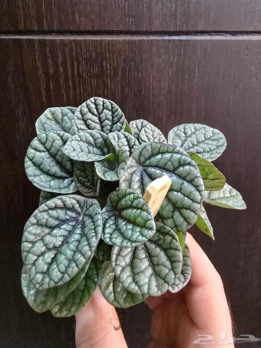 نباتات التيرايوم64392731042305110