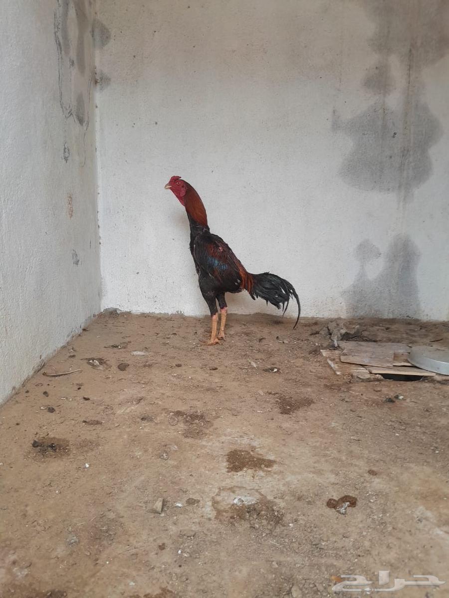 ديك مهجنه شامو سندي64399731510915110