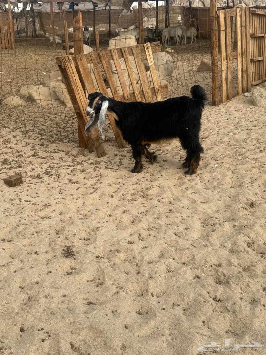 جفره عارضيه صنف64396351579393112