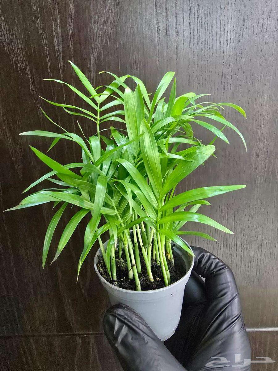 نباتات التيرايوم64392731042305111