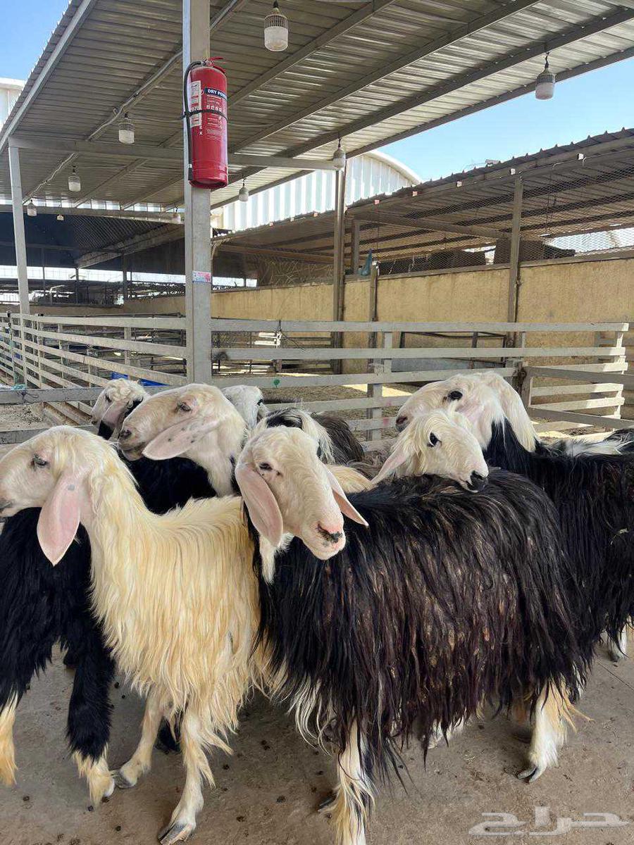 شيله نجد مقنوي64396185017091111