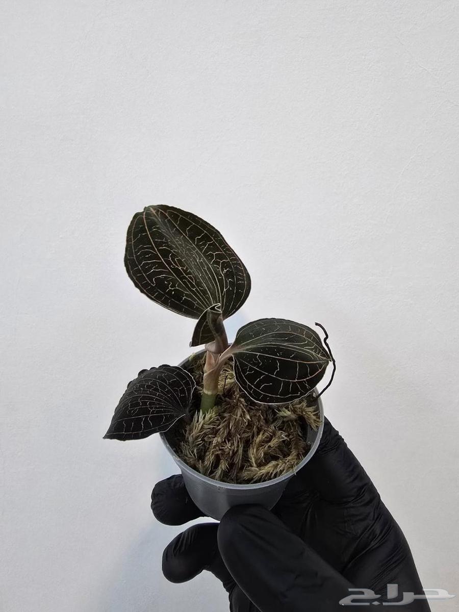 نباتات التيرايوم64392731042305113