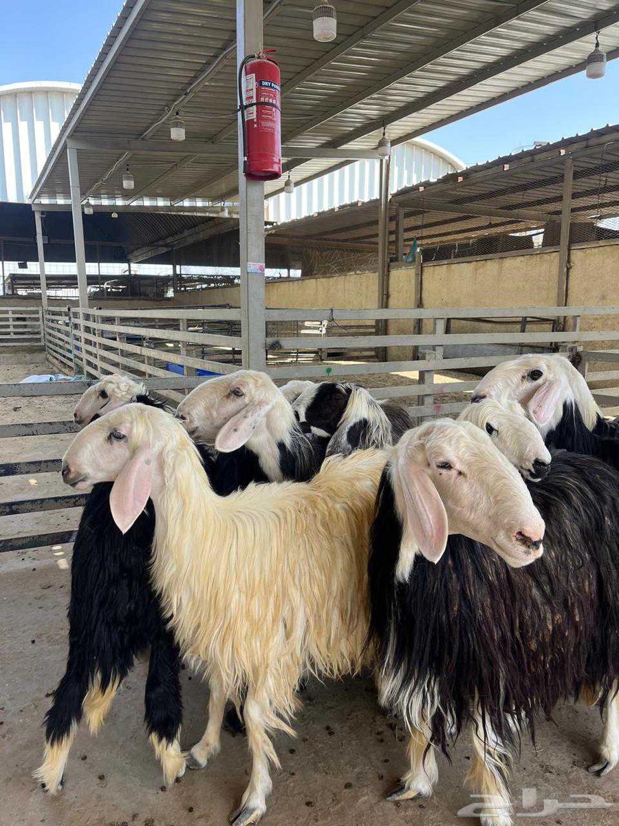 شيله نجد مقنوي64396185017091110