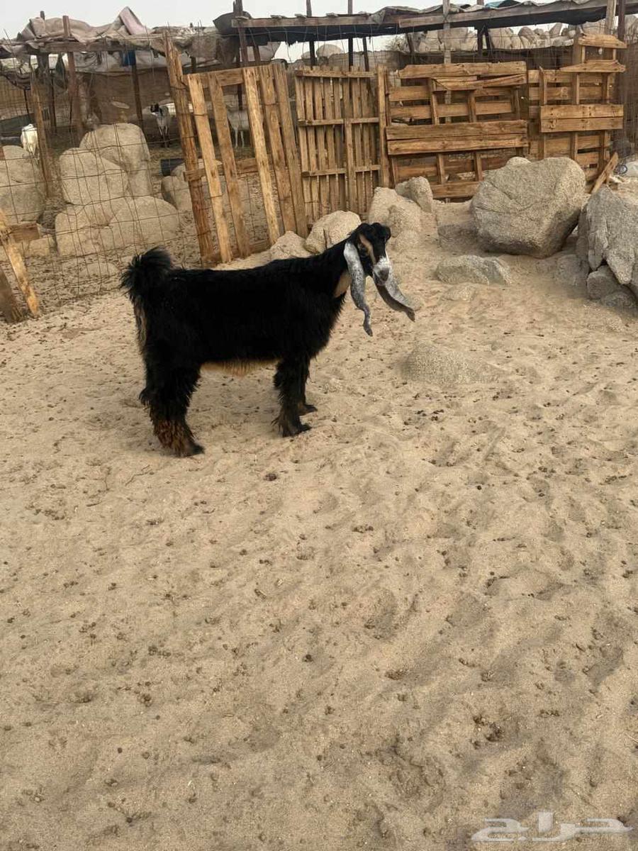 جفره عارضيه صنف64396351579393111