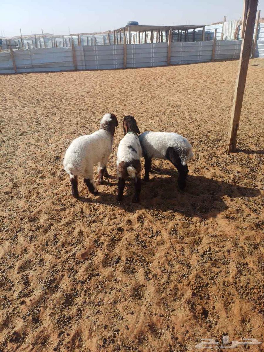 Large sheep and a camel for sale in Na'aim64395462677249112