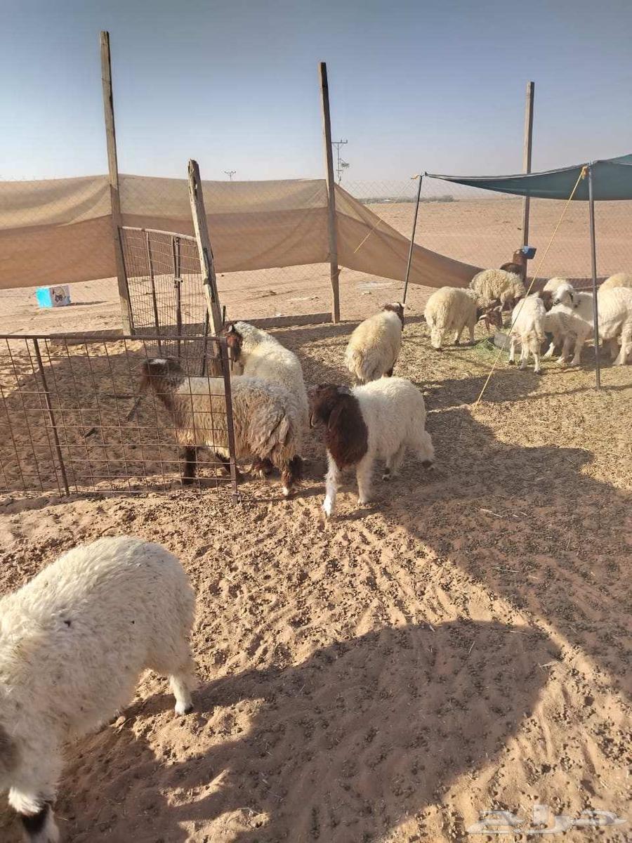 Good evening, selling 26 sheep, 1 hybrid ram64401175144067110