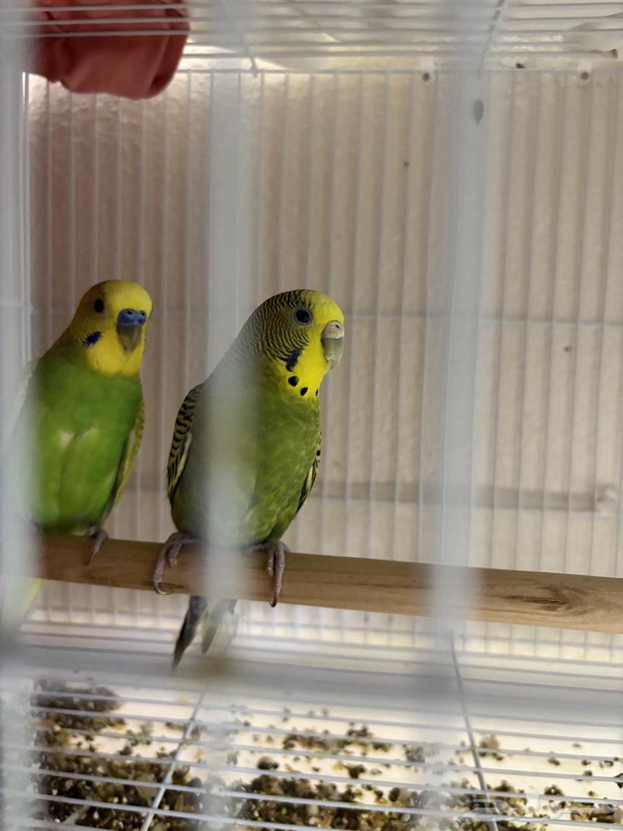 Productive Pair of Budgies64393348657537111