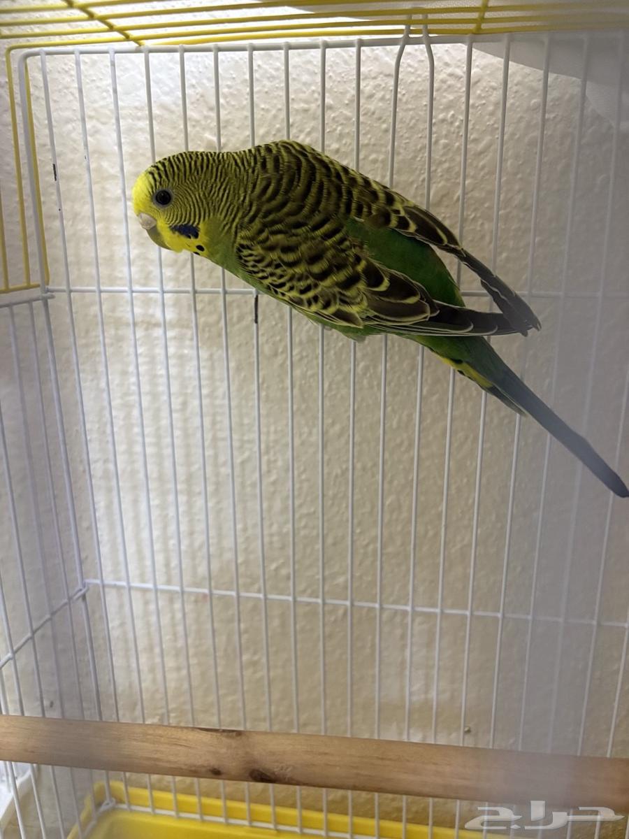 Productive Pair of Budgies64393348657537112