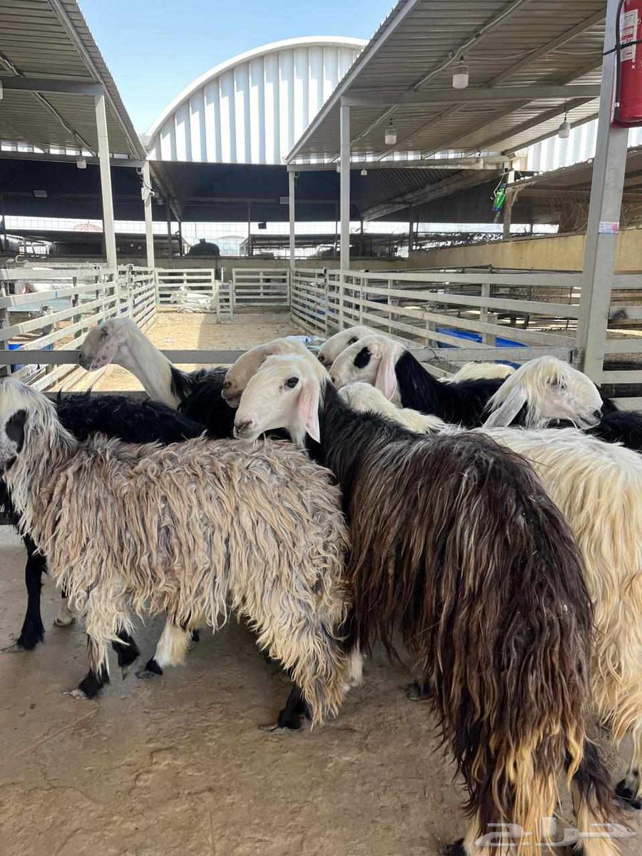 شيله نجد مقنوي64396185017091114