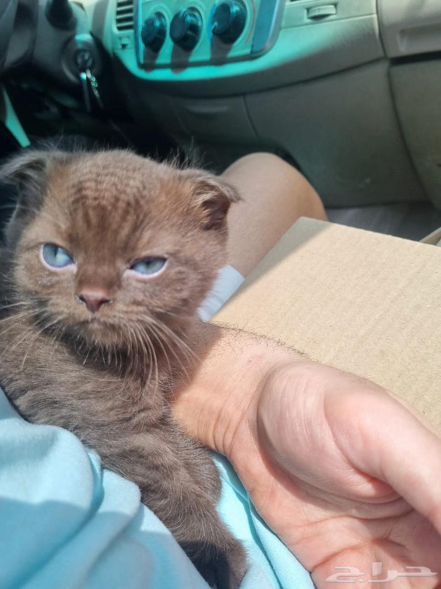 3 قطط سكوتش للبيع64394992697729113