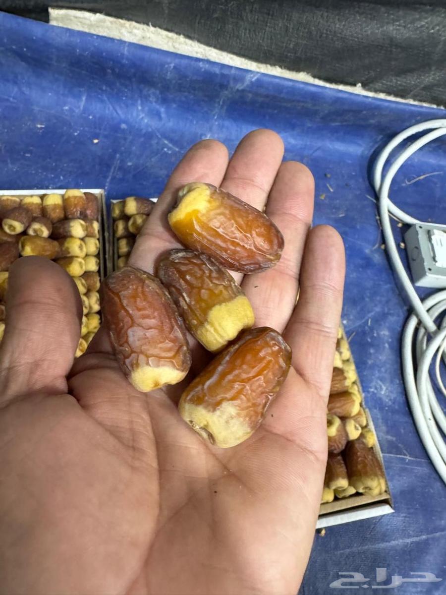 Date palms for sale, fruitful Qassim date palms, reasonable prices64396185002371112