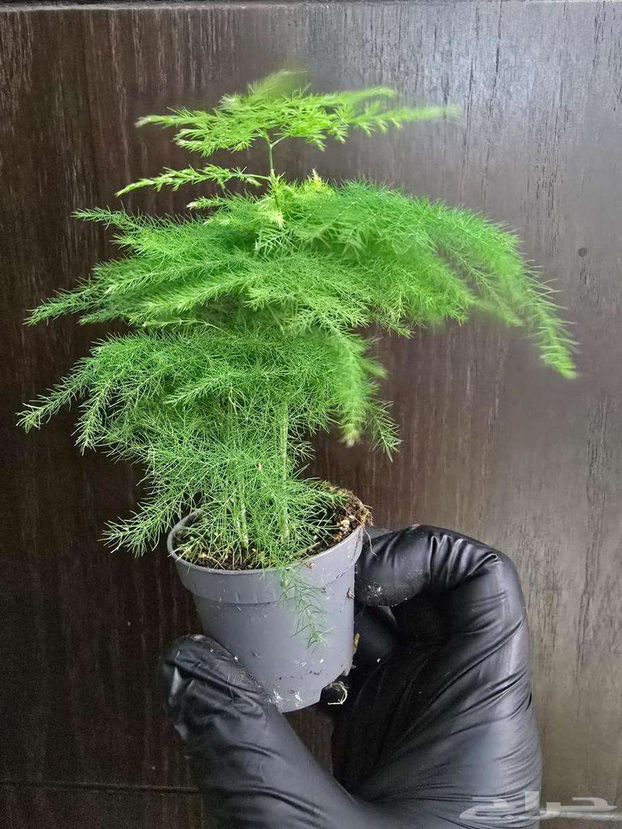 نباتات التيرايوم64392731042305112