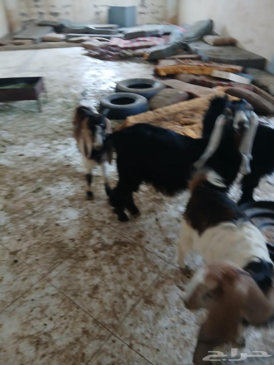 تيوس البيع شحم البيع 95064400799959555110