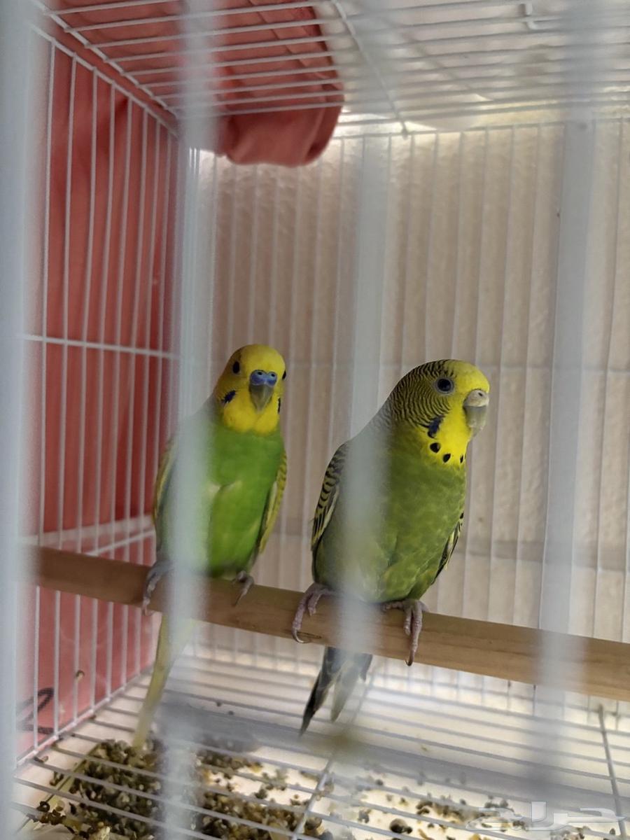Productive Pair of Budgies64393348657537110