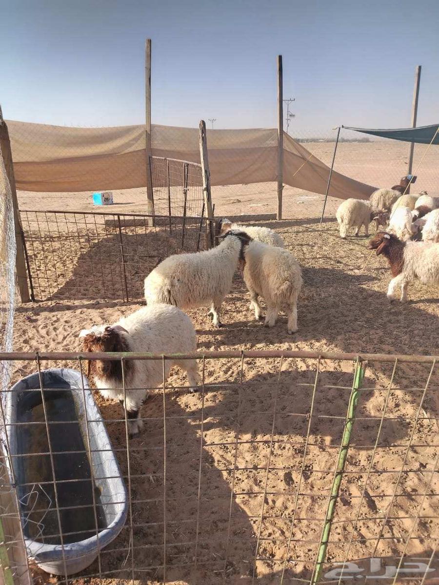 Good evening, selling 26 sheep, 1 hybrid ram64401175144067111