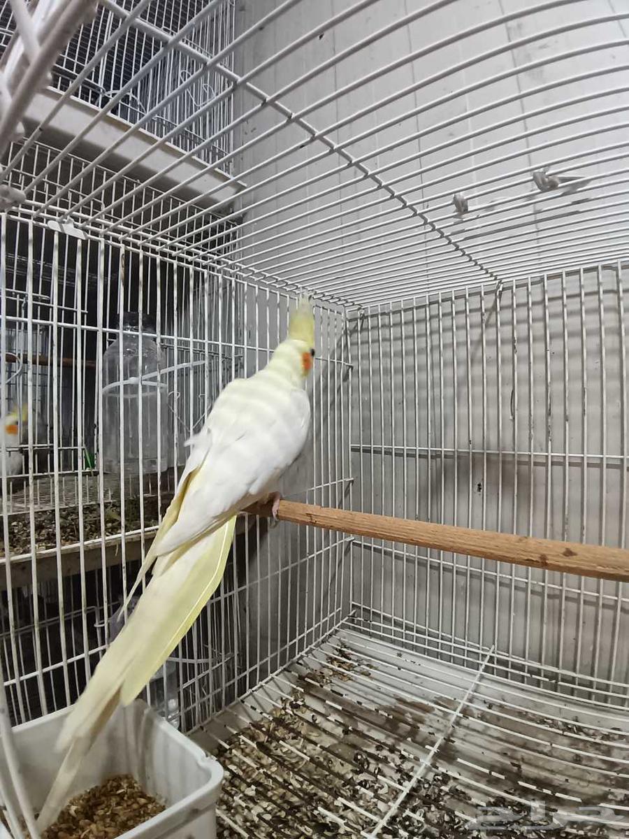 أنثى كروان لاتينو منتجة64399842603522111