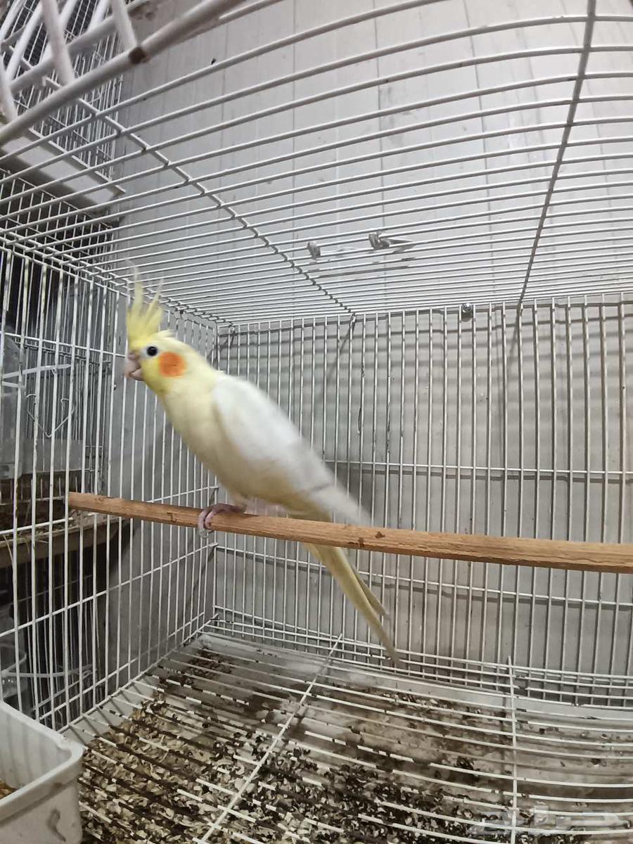 أنثى كروان لاتينو منتجة64399842603522110