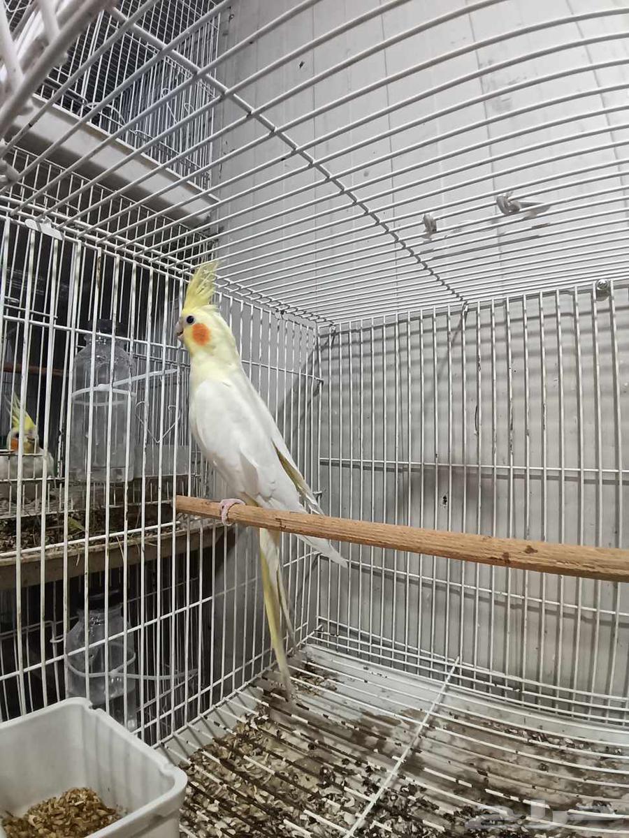 أنثى كروان لاتينو منتجة64399842603522113