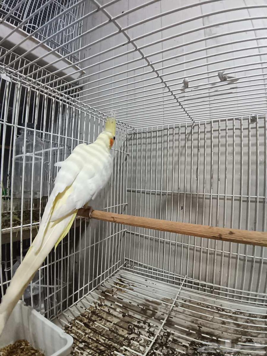 أنثى كروان لاتينو منتجة64399842603522112