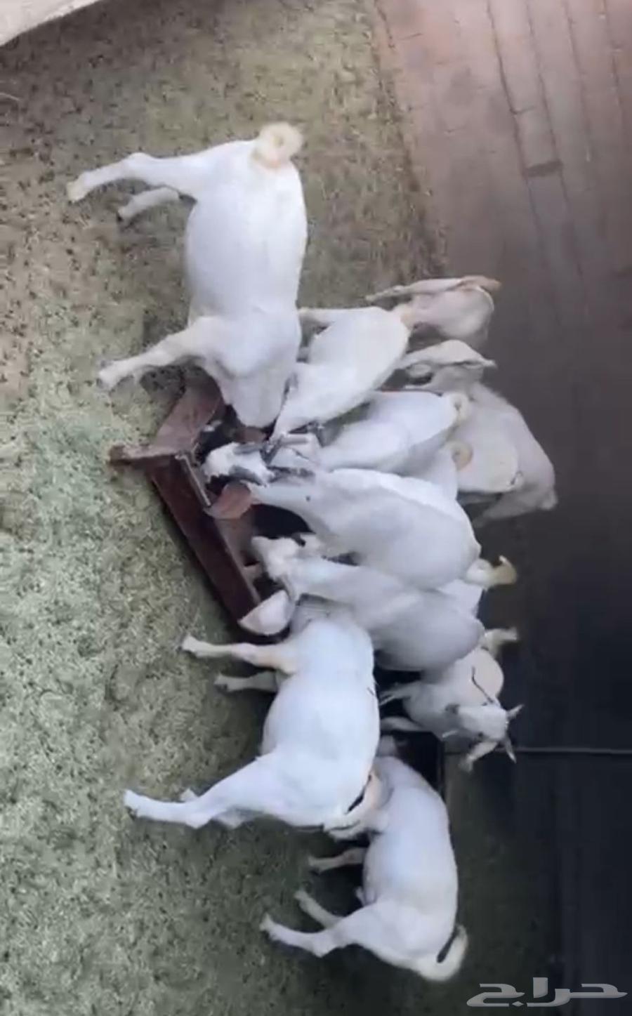 تيوس وجفار للبيع64394455177089110