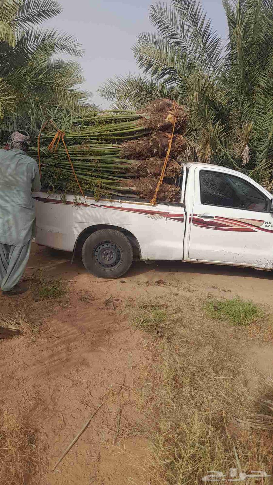 Palm trees for sale with their fruits, Southern Talaa63619063011459112