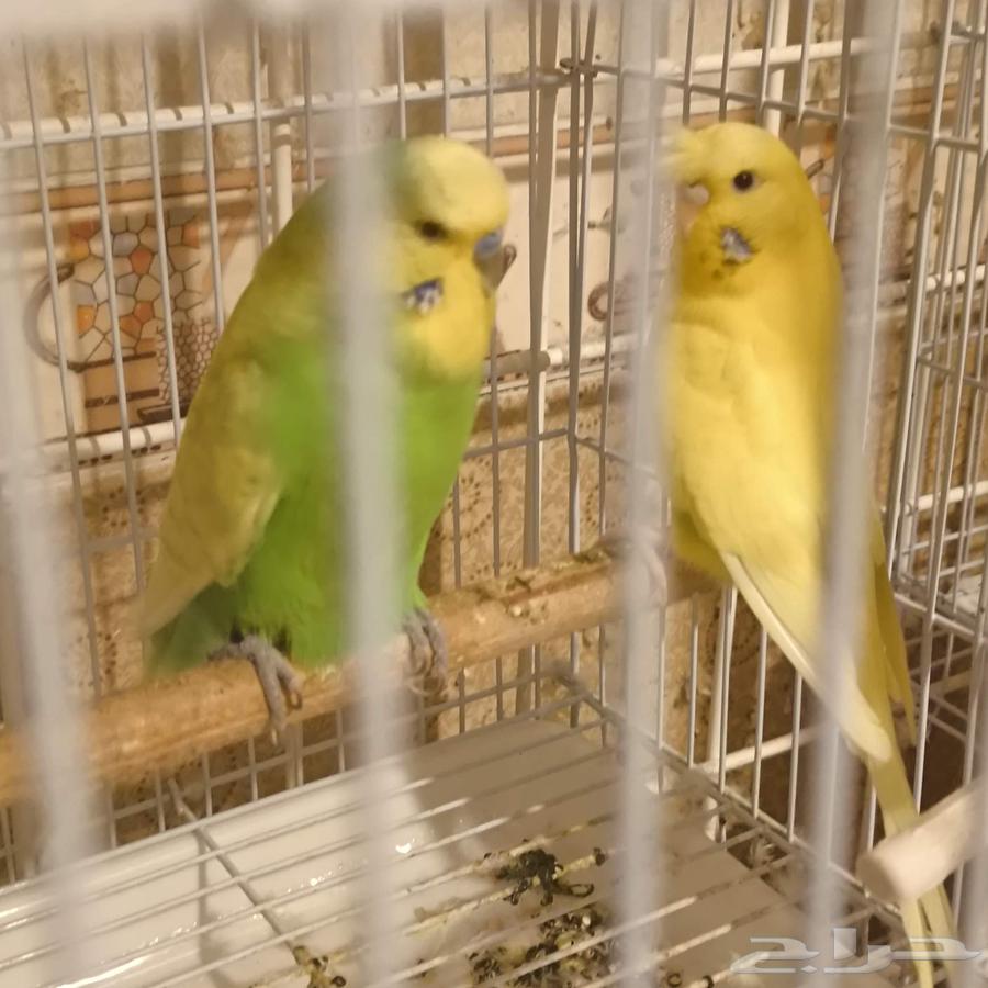 Australian Budgie Pair, Conditioned with Accessories63888464717057112