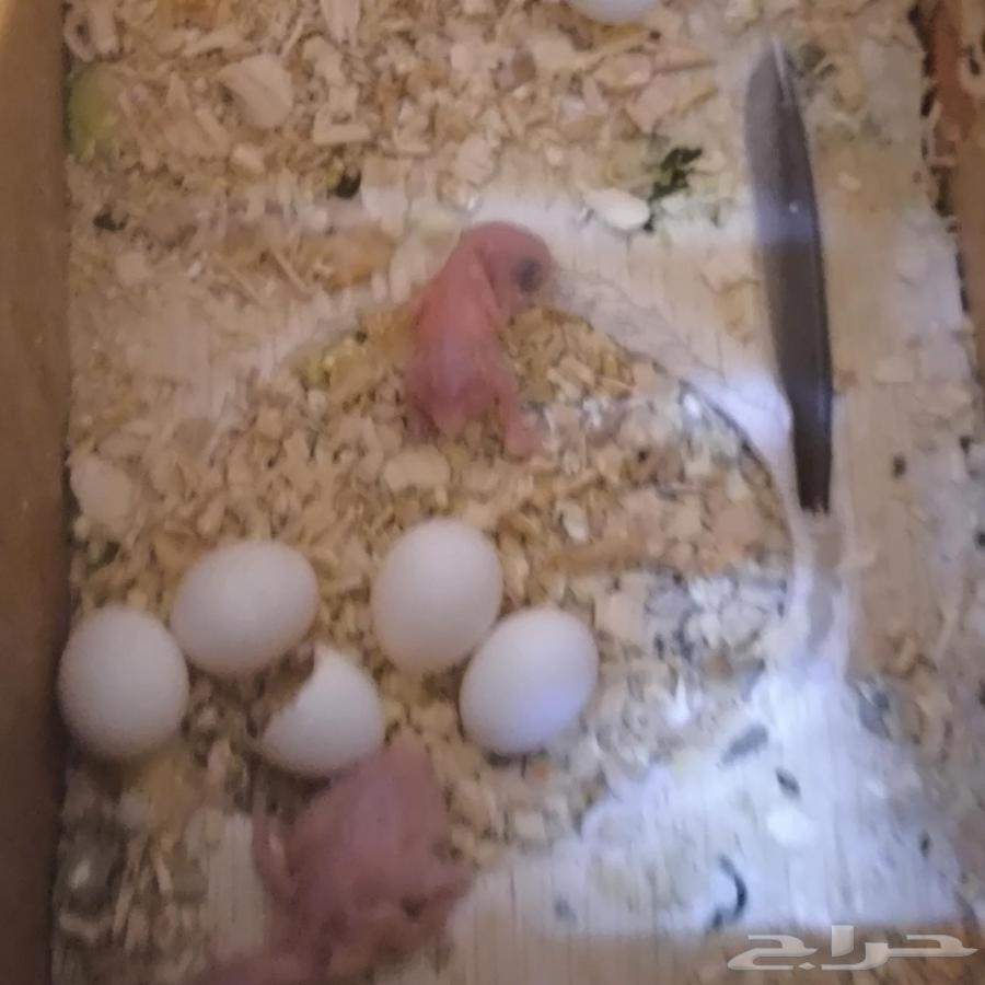 Australian Budgie Pair, Conditioned with Accessories63888464717057110