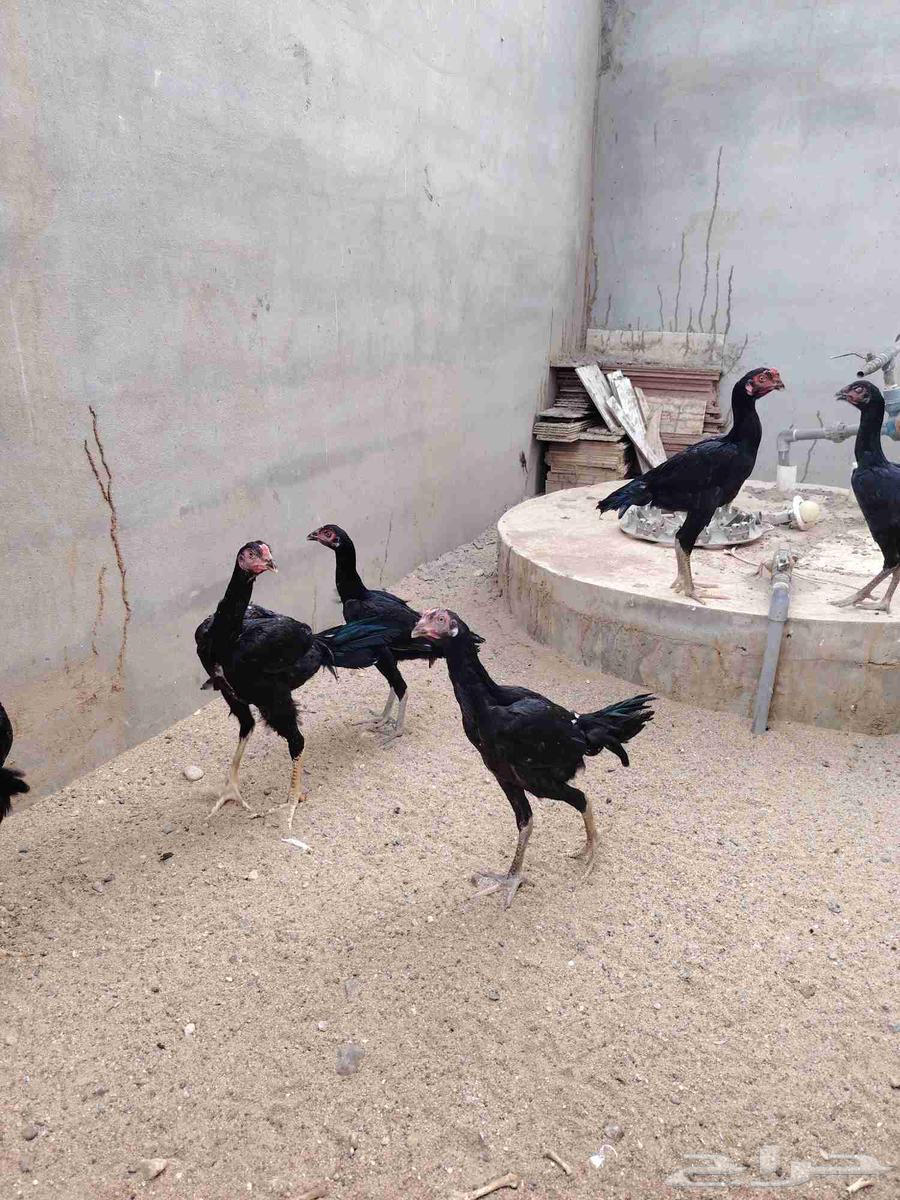 للبيع فروخ شامو الماني63618868708353112