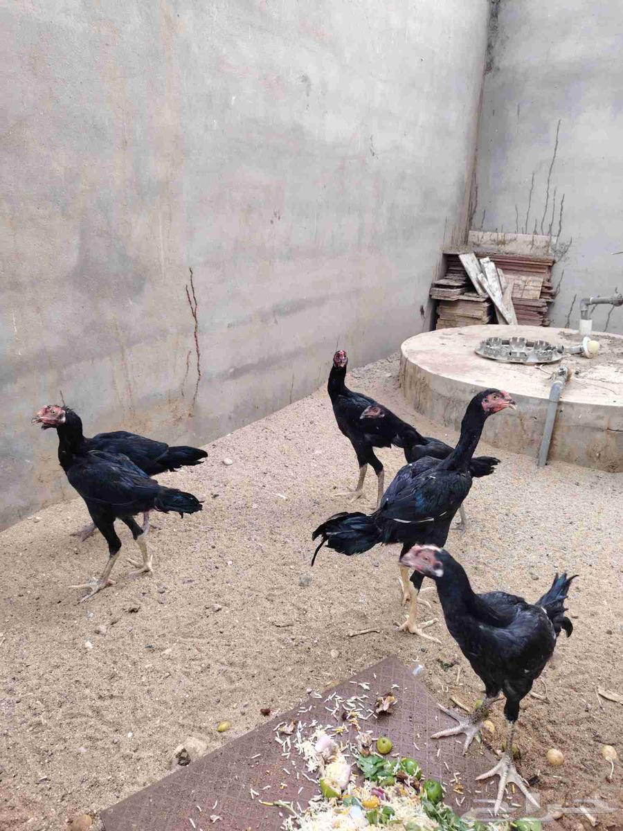 للبيع فروخ شامو الماني63618868708353113