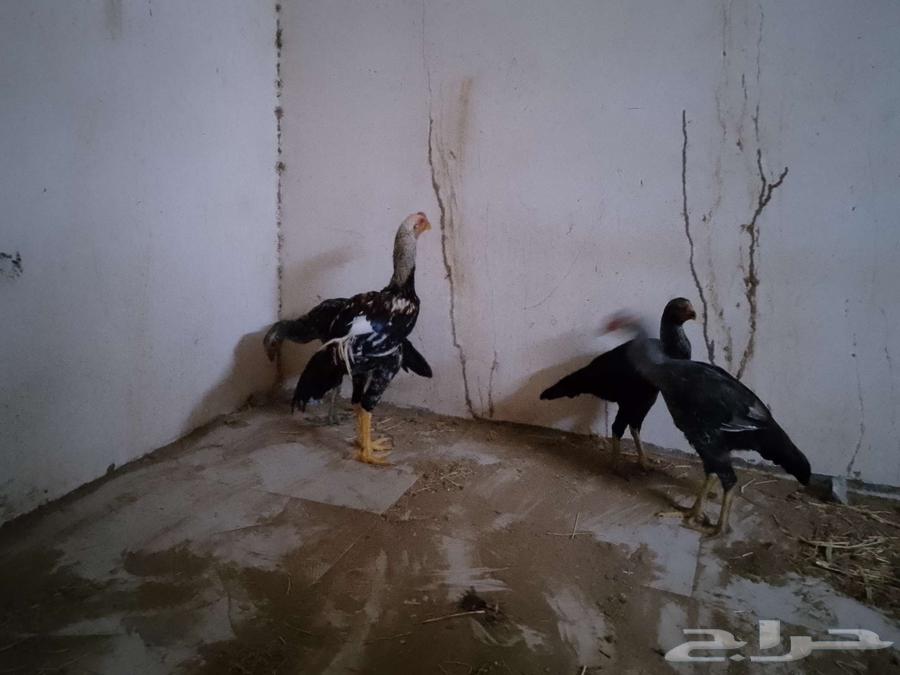 دجاج للبيع63619064396547114