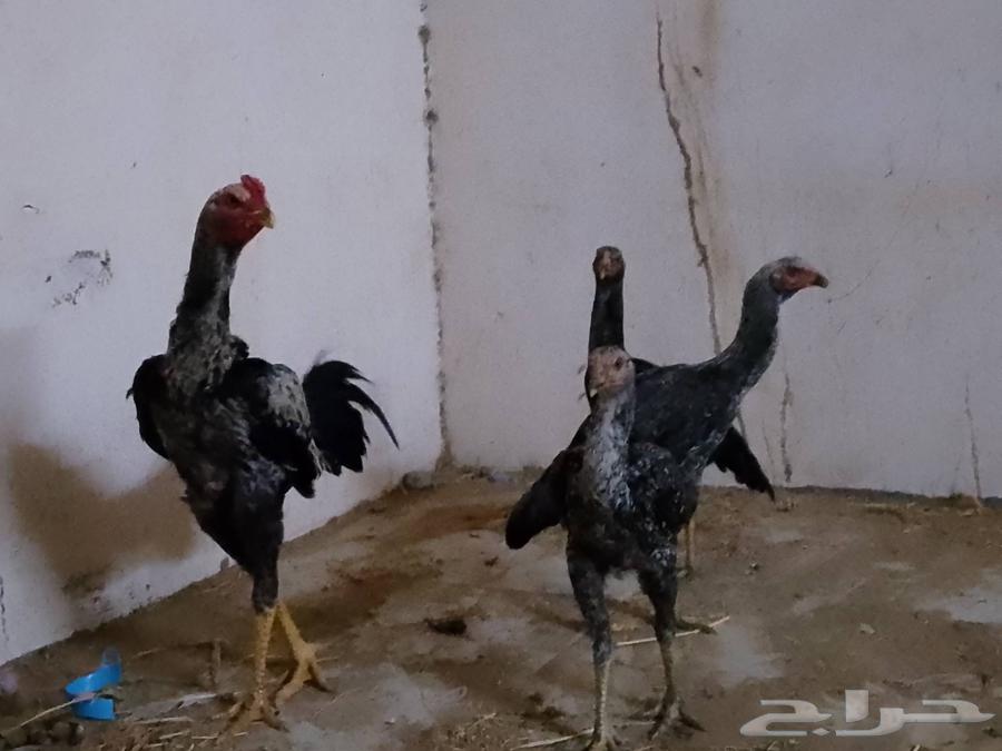 دجاج للبيع63619064396547111
