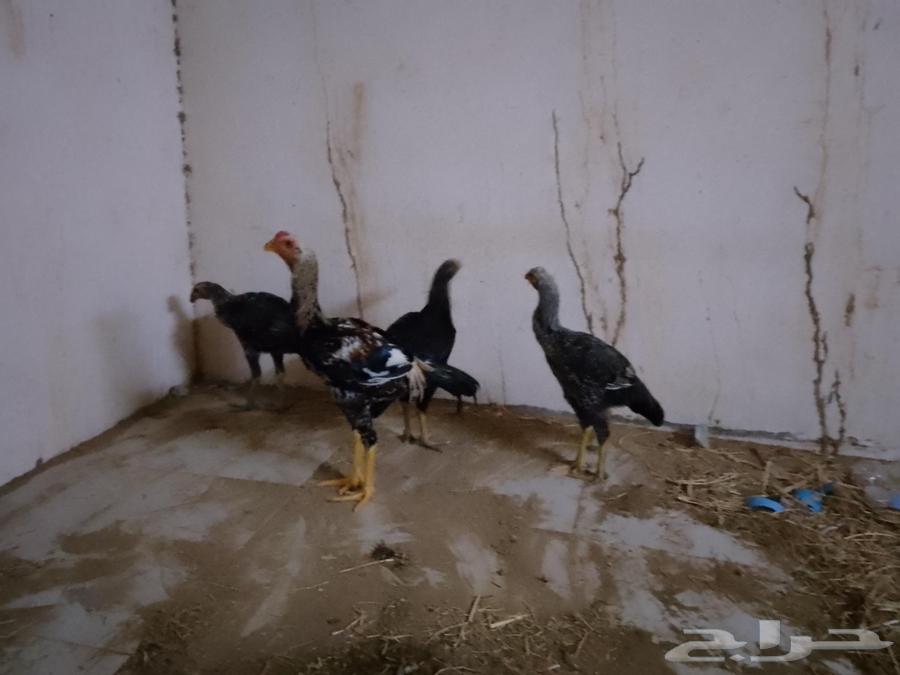 دجاج للبيع63619064396547113