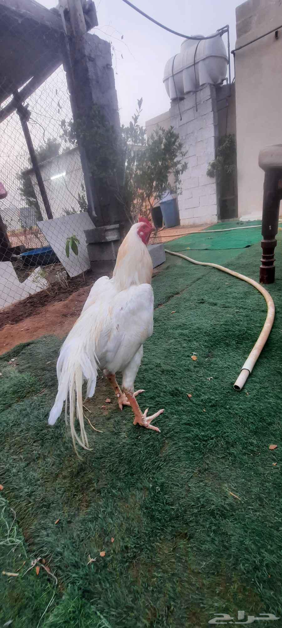 ديك بكستاني63893108363267114