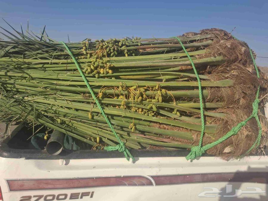 Date palm sales of all types, Mecca, Jeddah63915672679298114