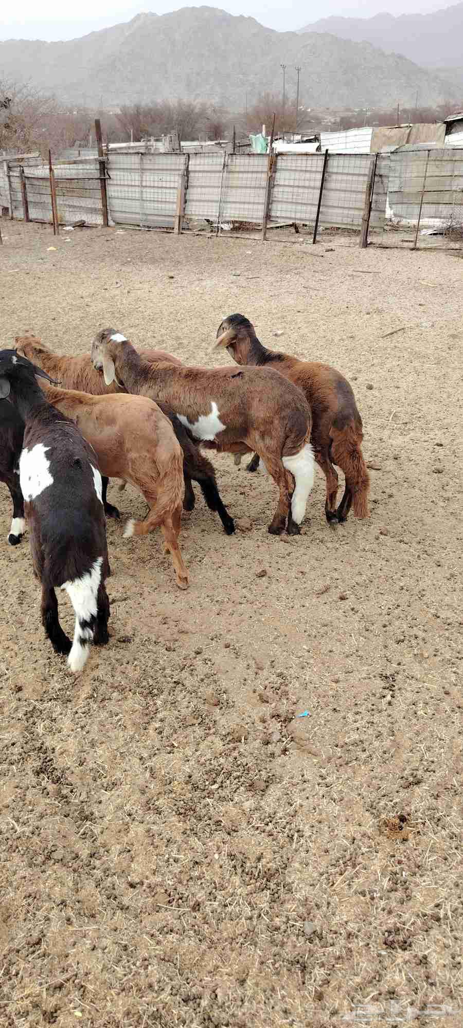 Sawakniyah foals and fillies ((Sold outside the site))63920340526594110