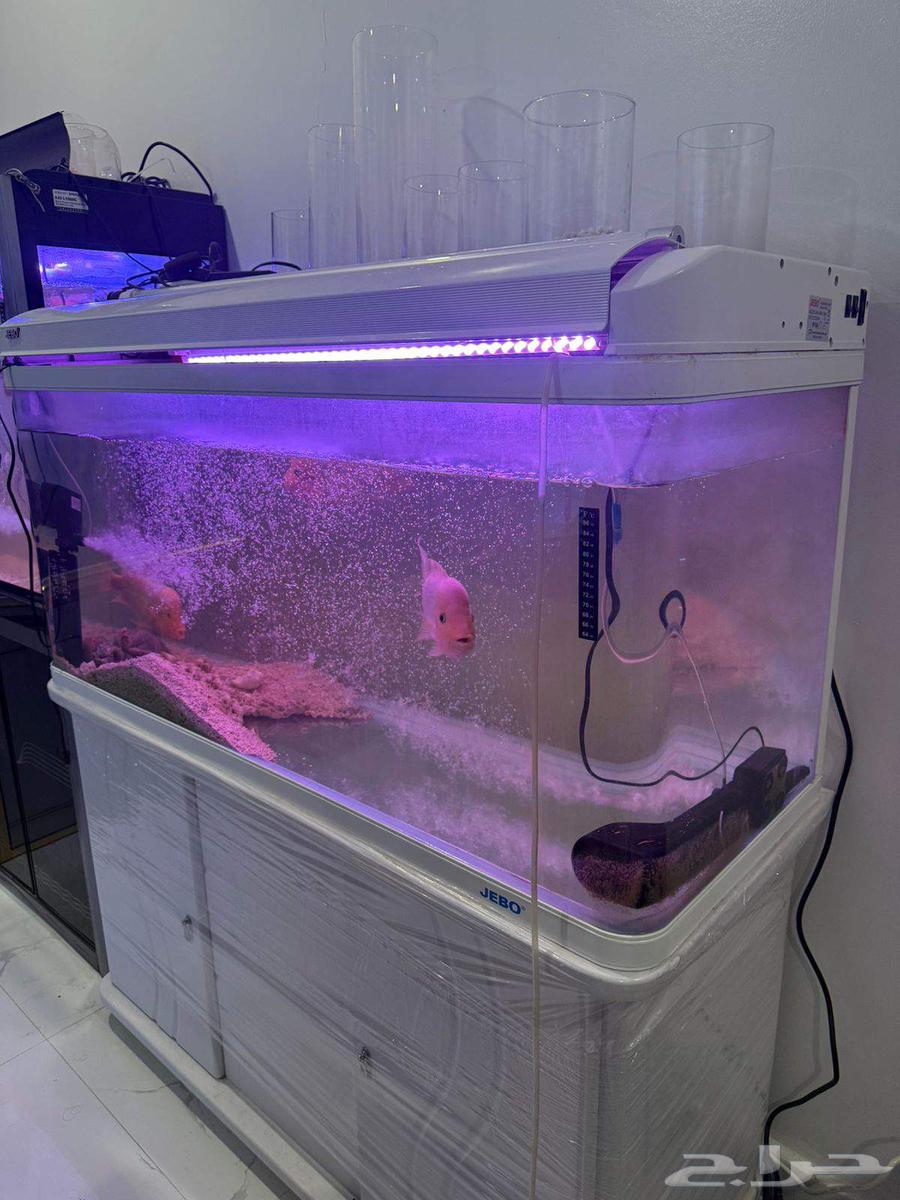 احواض اسماك للبيع جيبو63925255329921110