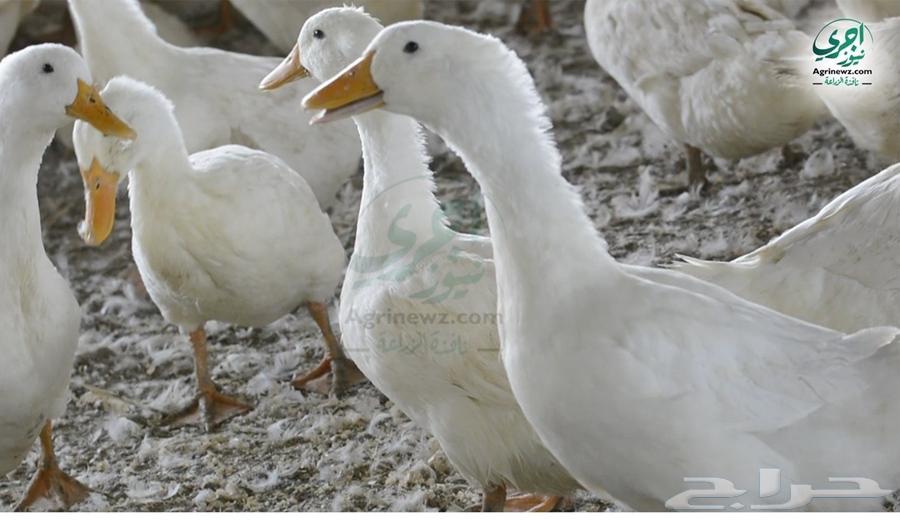 White Beijing duck63850383542531110
