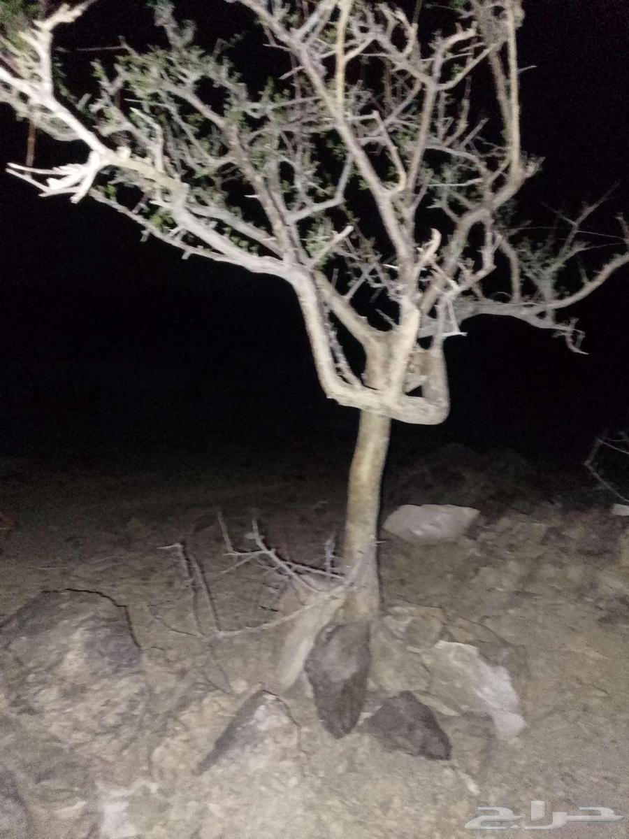 شجره باشا م64226134953730114