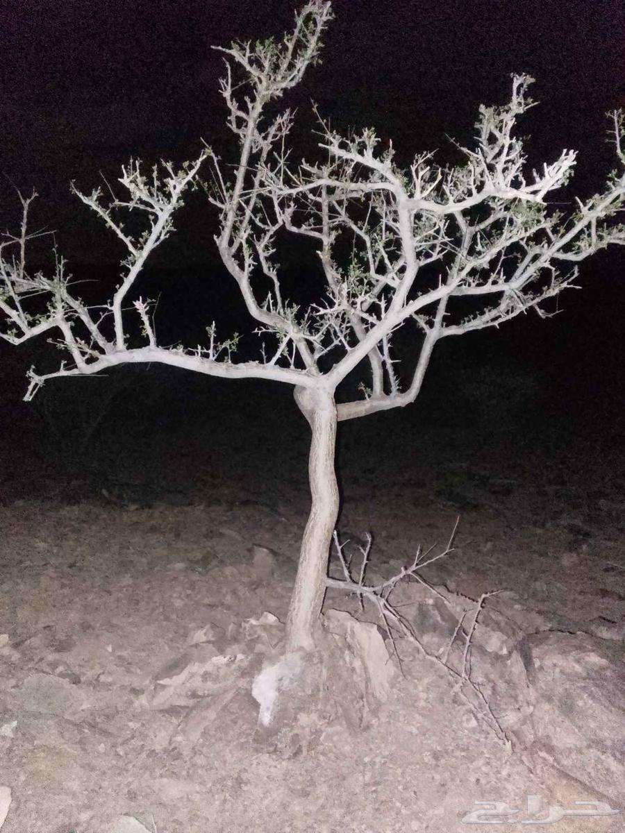 شجره باشا م64226134953730112