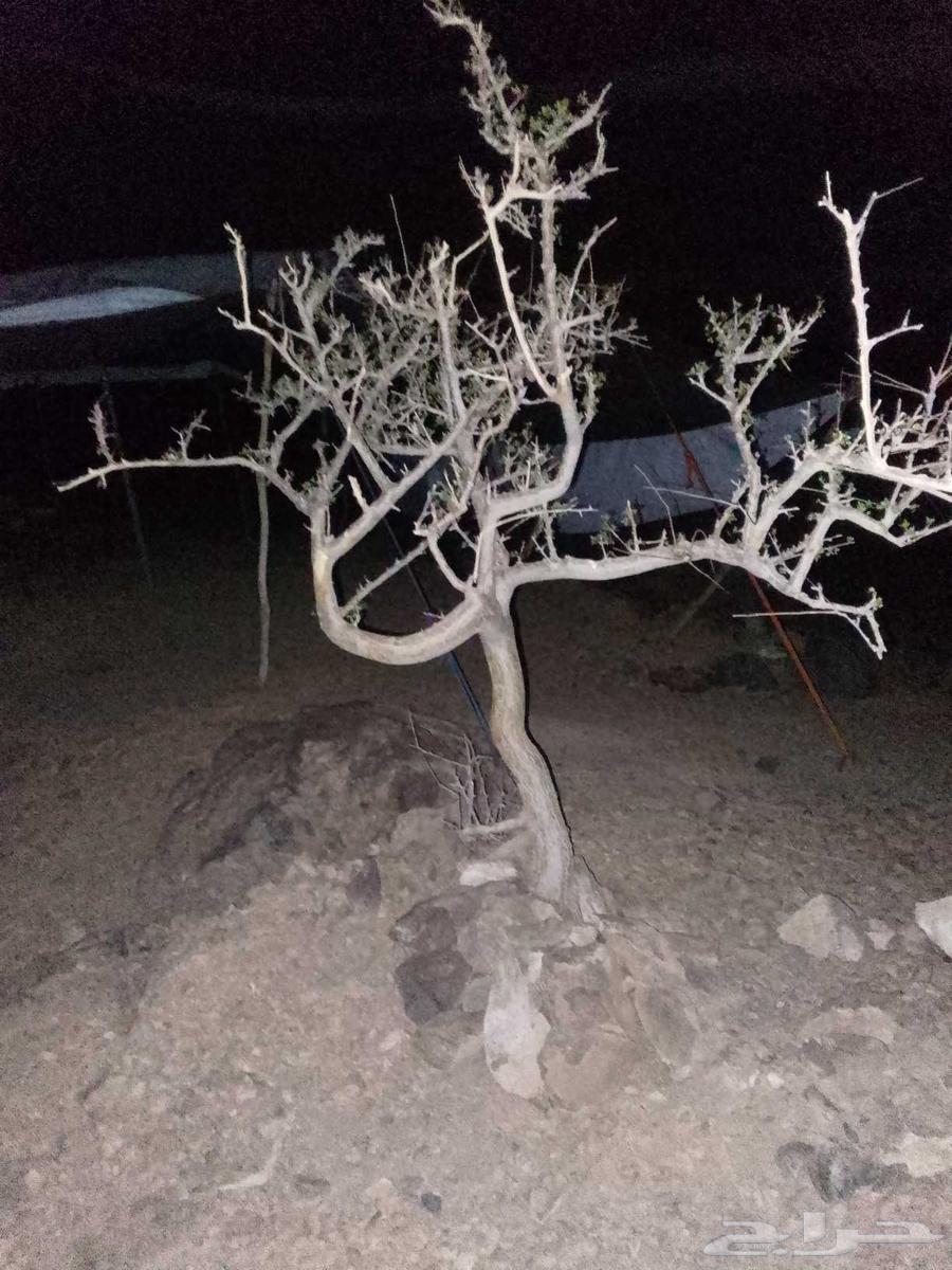 شجره باشا م64226134953730113