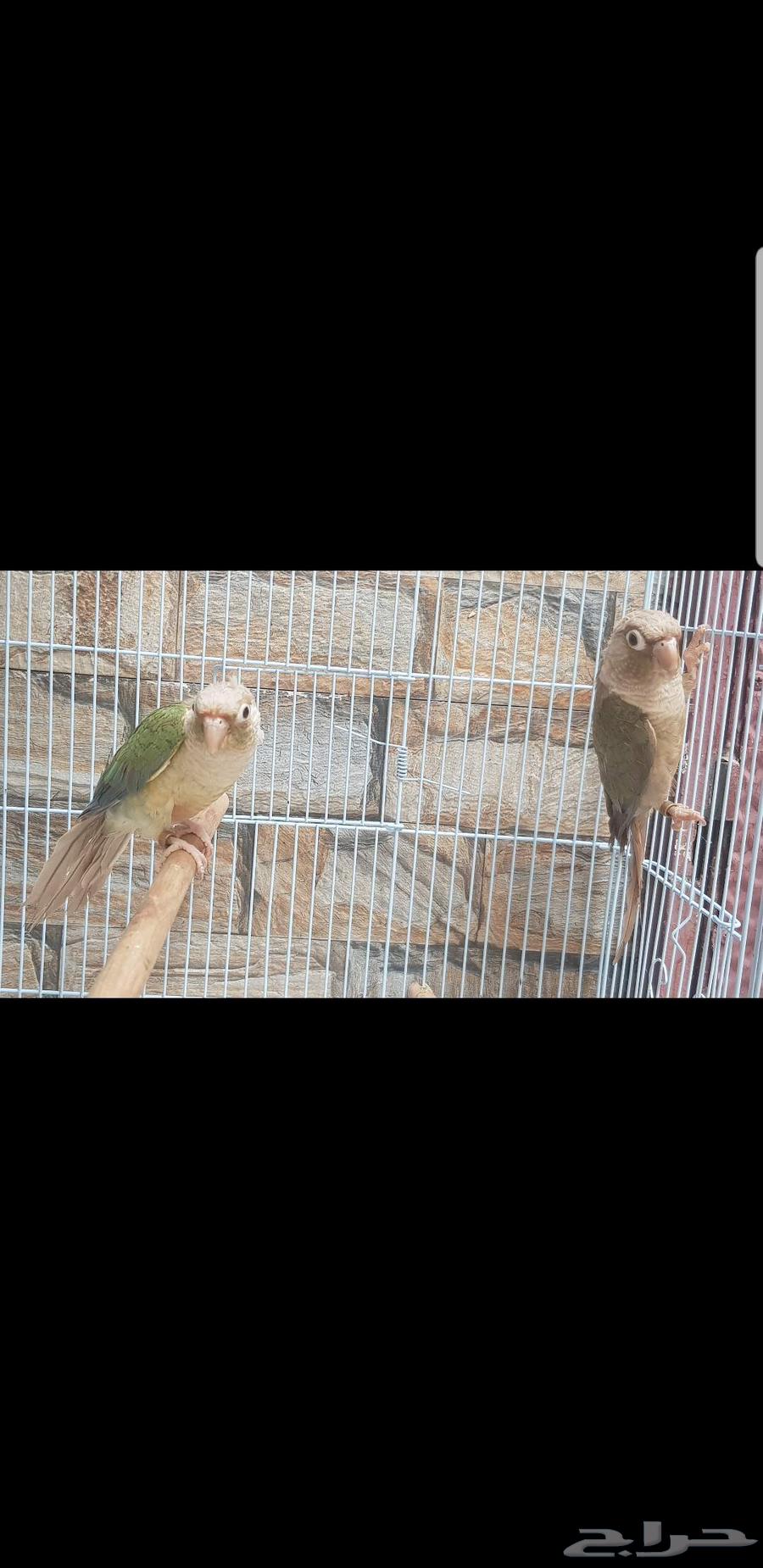 Senior Turquoise Pair Ready Breeder, Selling for 1200 Riyals63619060979971113
