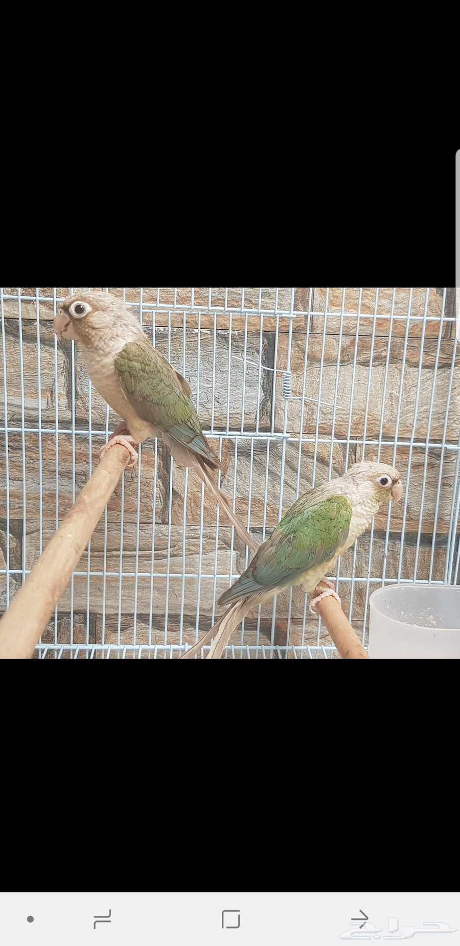 Senior Turquoise Pair Ready Breeder, Selling for 1200 Riyals63619060979971114